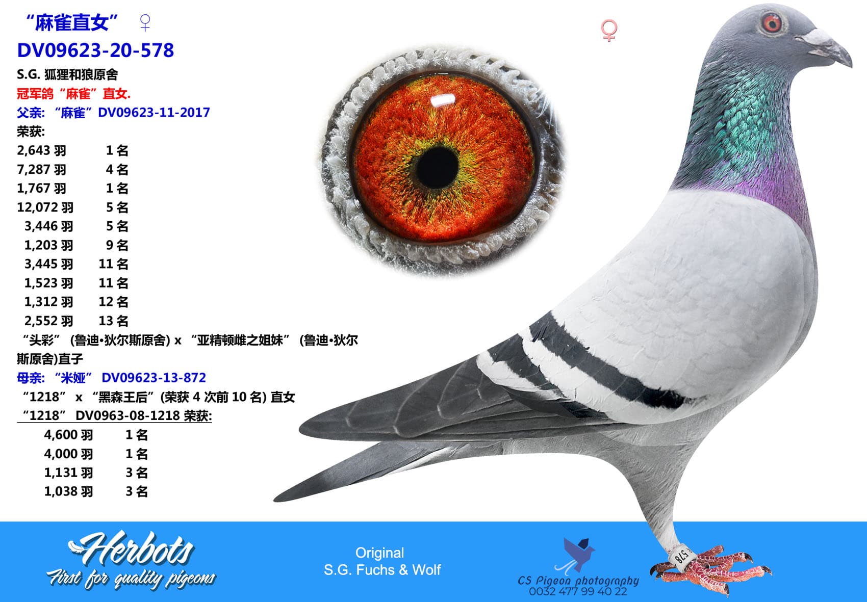 pigeon: “麻雀直女”