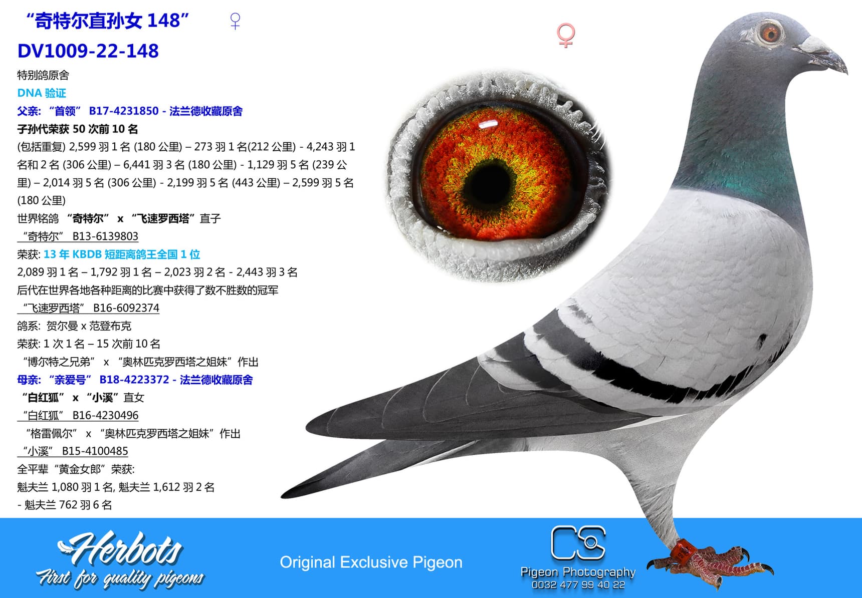 pigeon: undefined