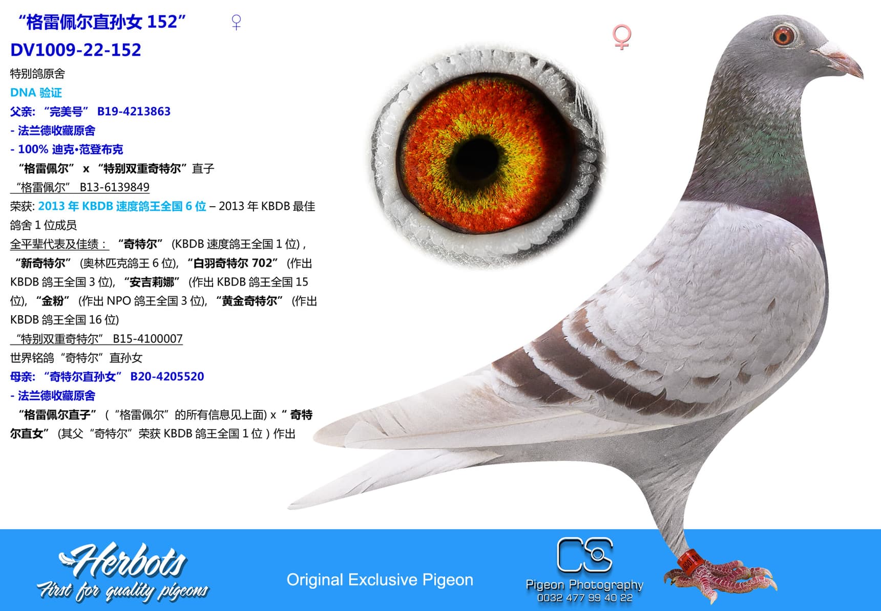 pigeon: “格雷佩尔直孙女152”