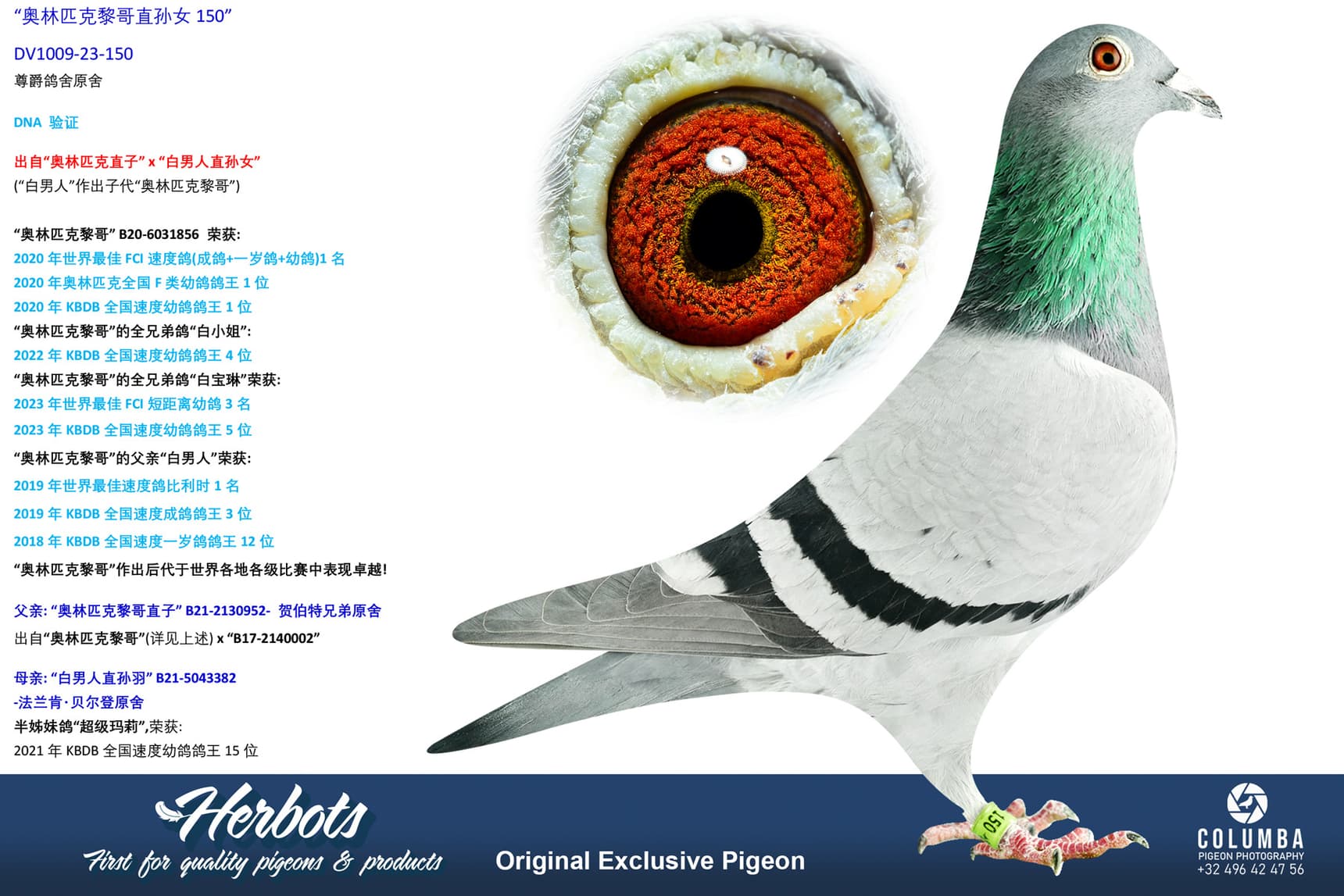 pigeon: undefined