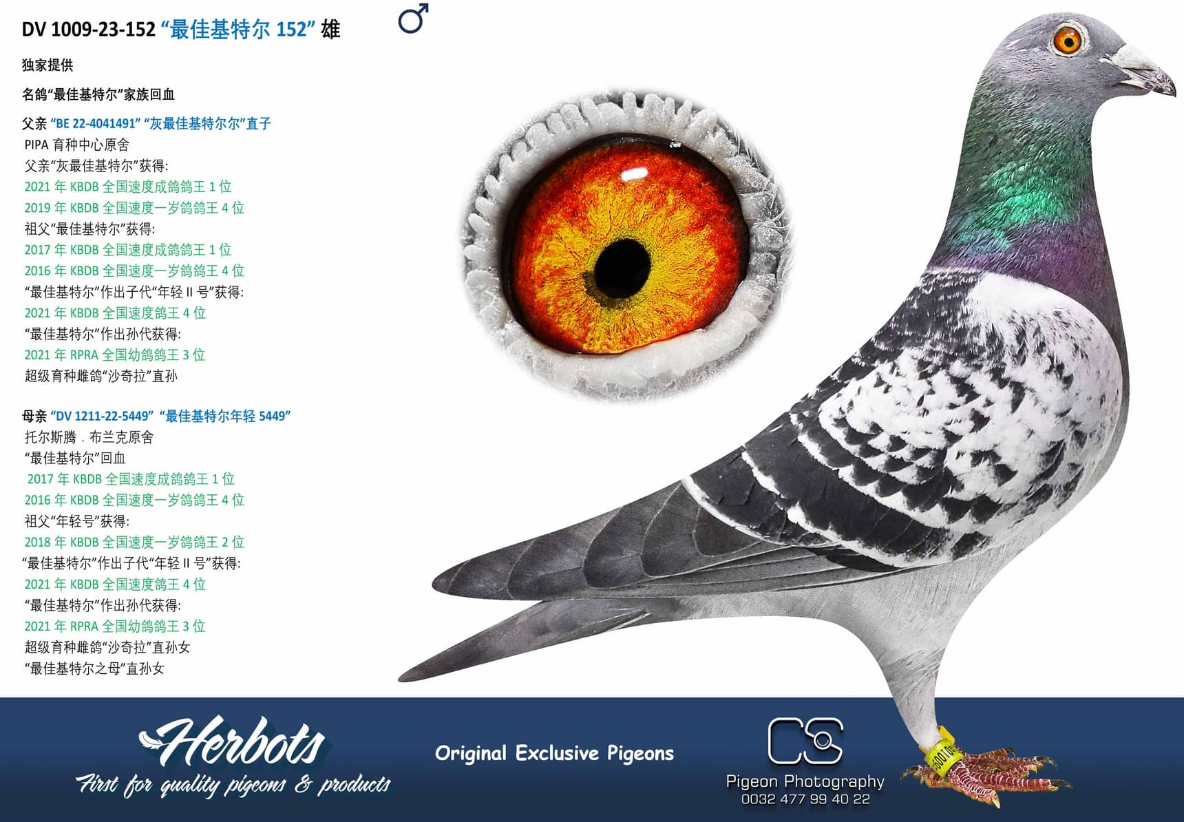 pigeon: “最佳基特尔152”