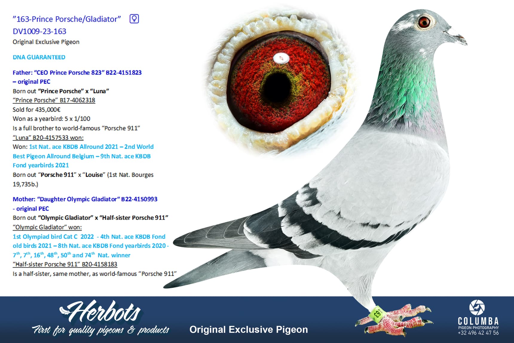 pigeon: undefined
