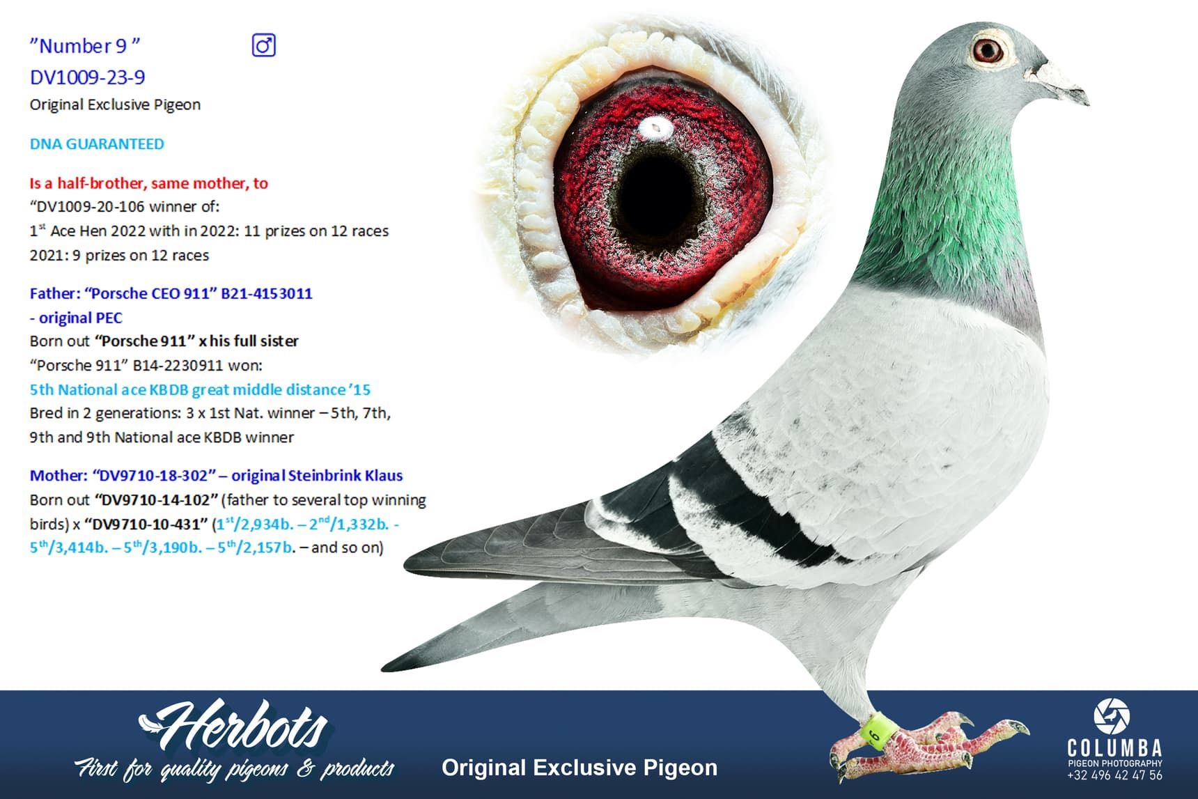 pigeon: undefined