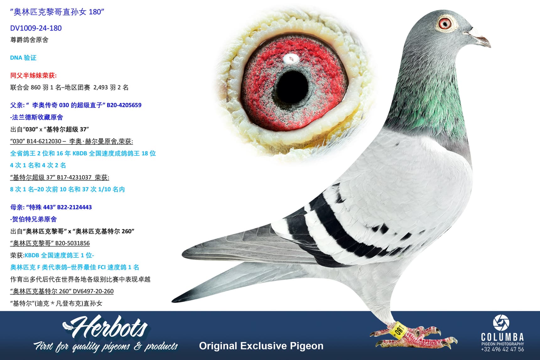 pigeon: undefined