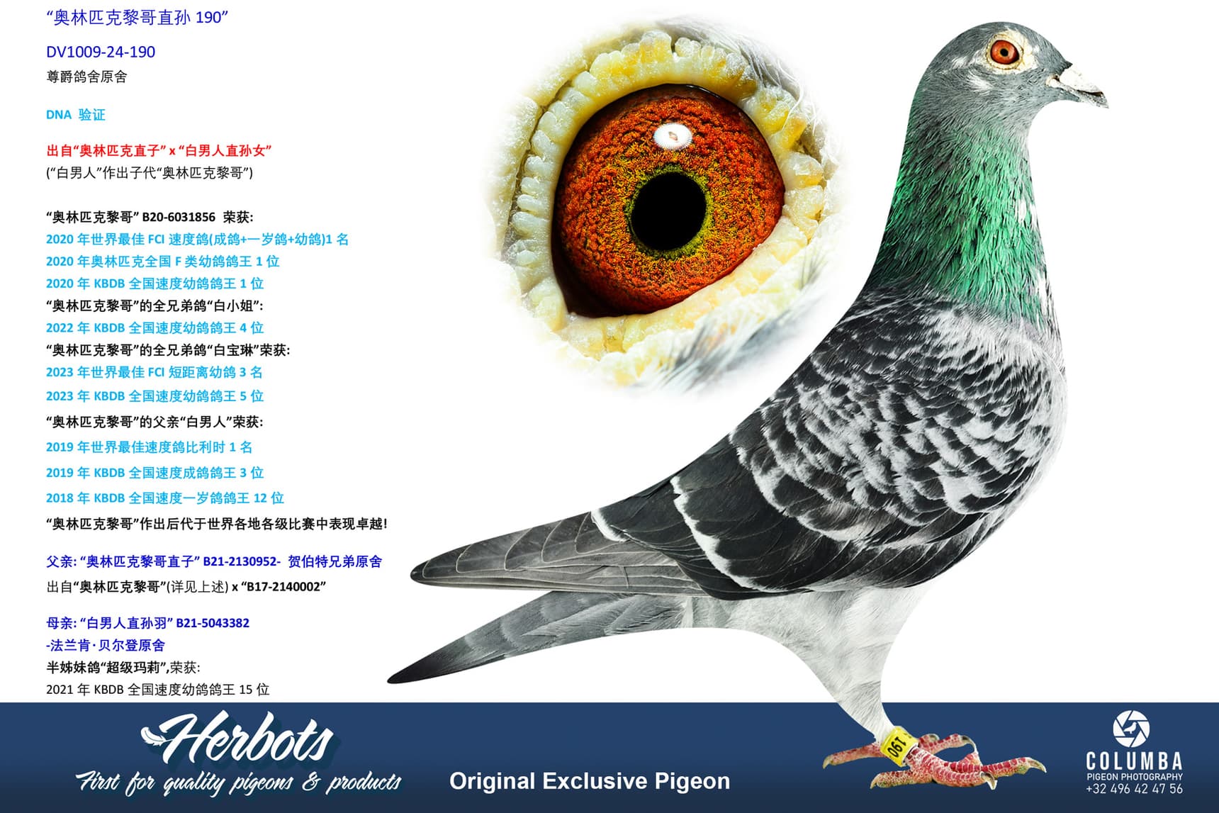 pigeon: undefined