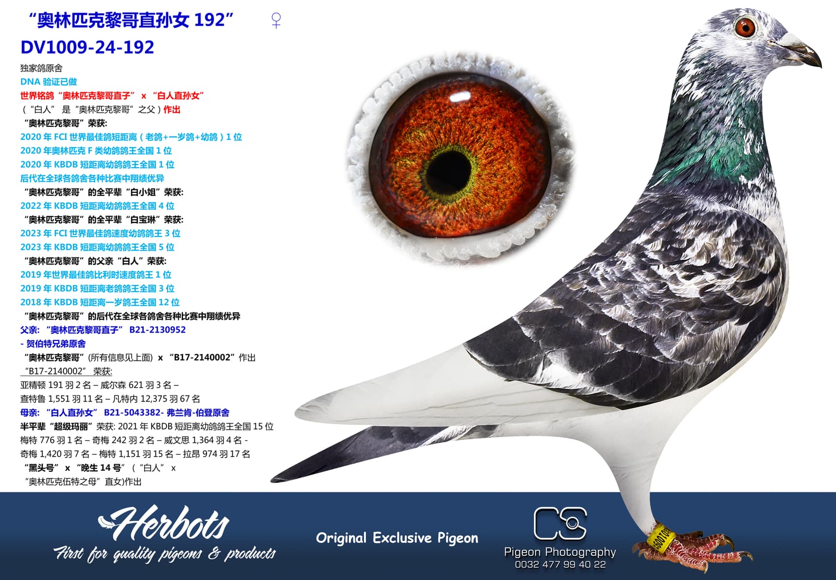 pigeon: “奥林匹克黎哥直孙女192”