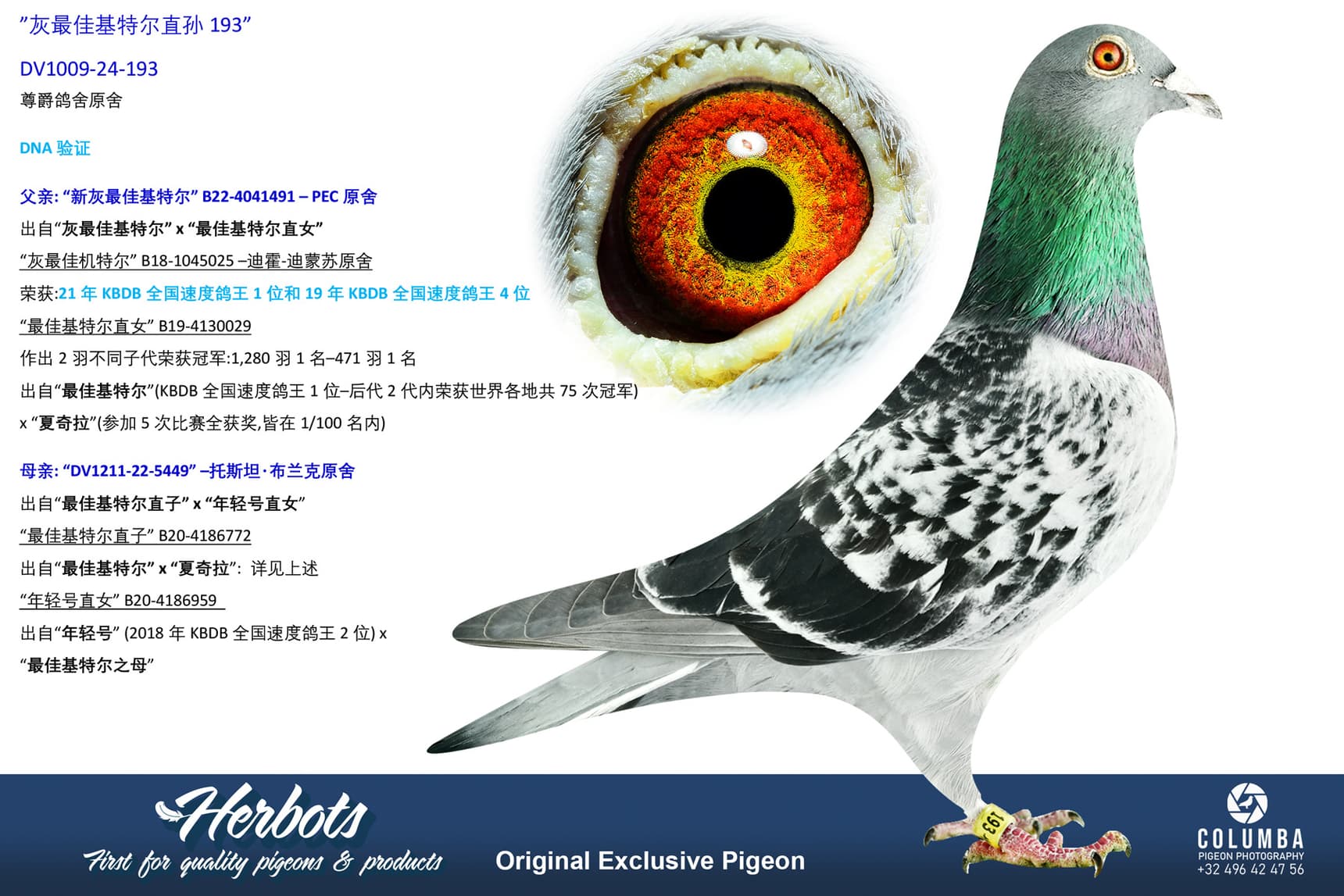 pigeon: undefined