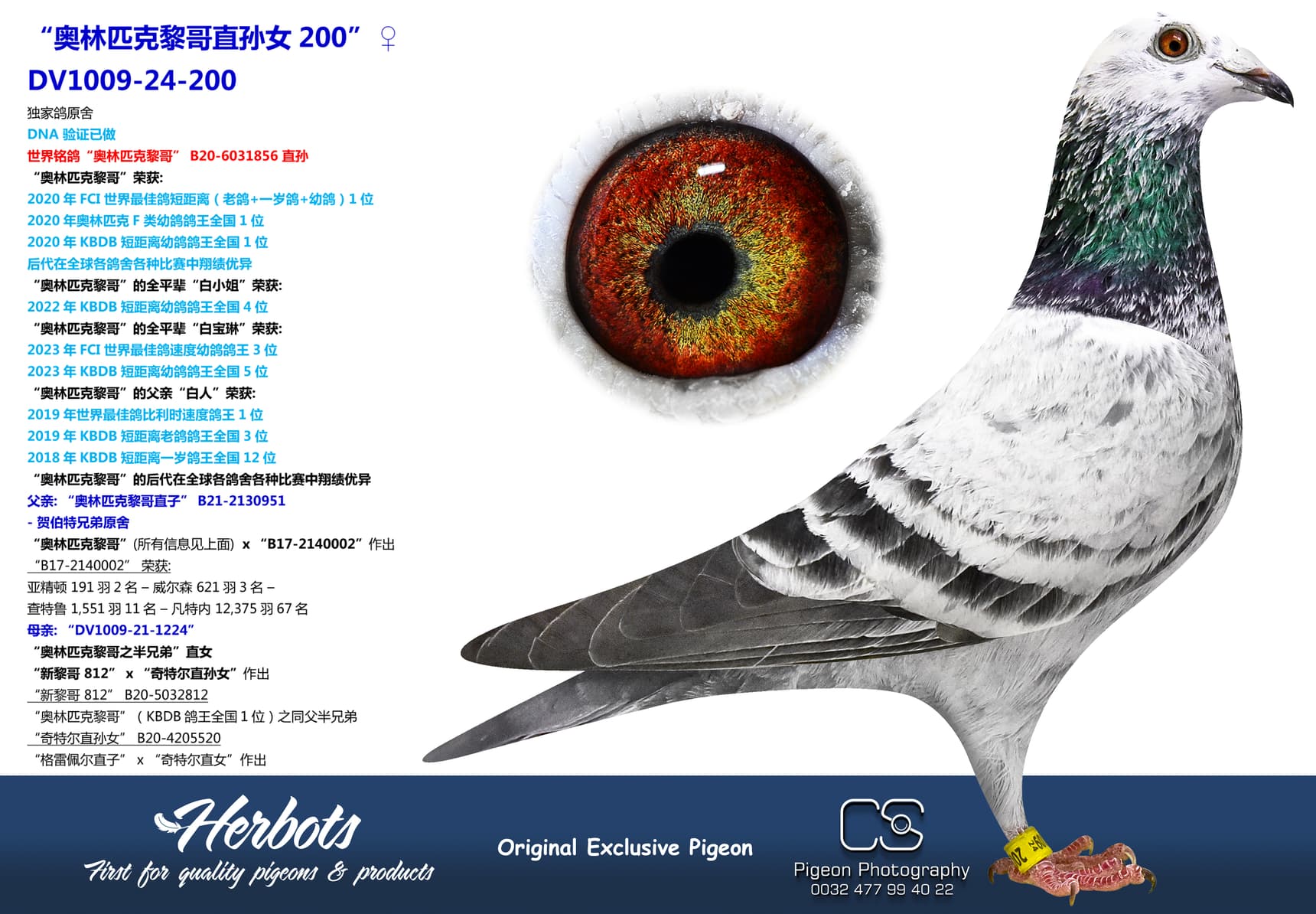 pigeon: “奥林匹克黎哥直孙女200”