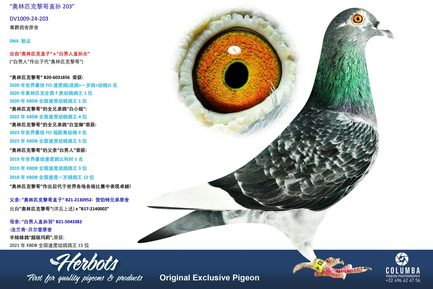 pigeon: undefined