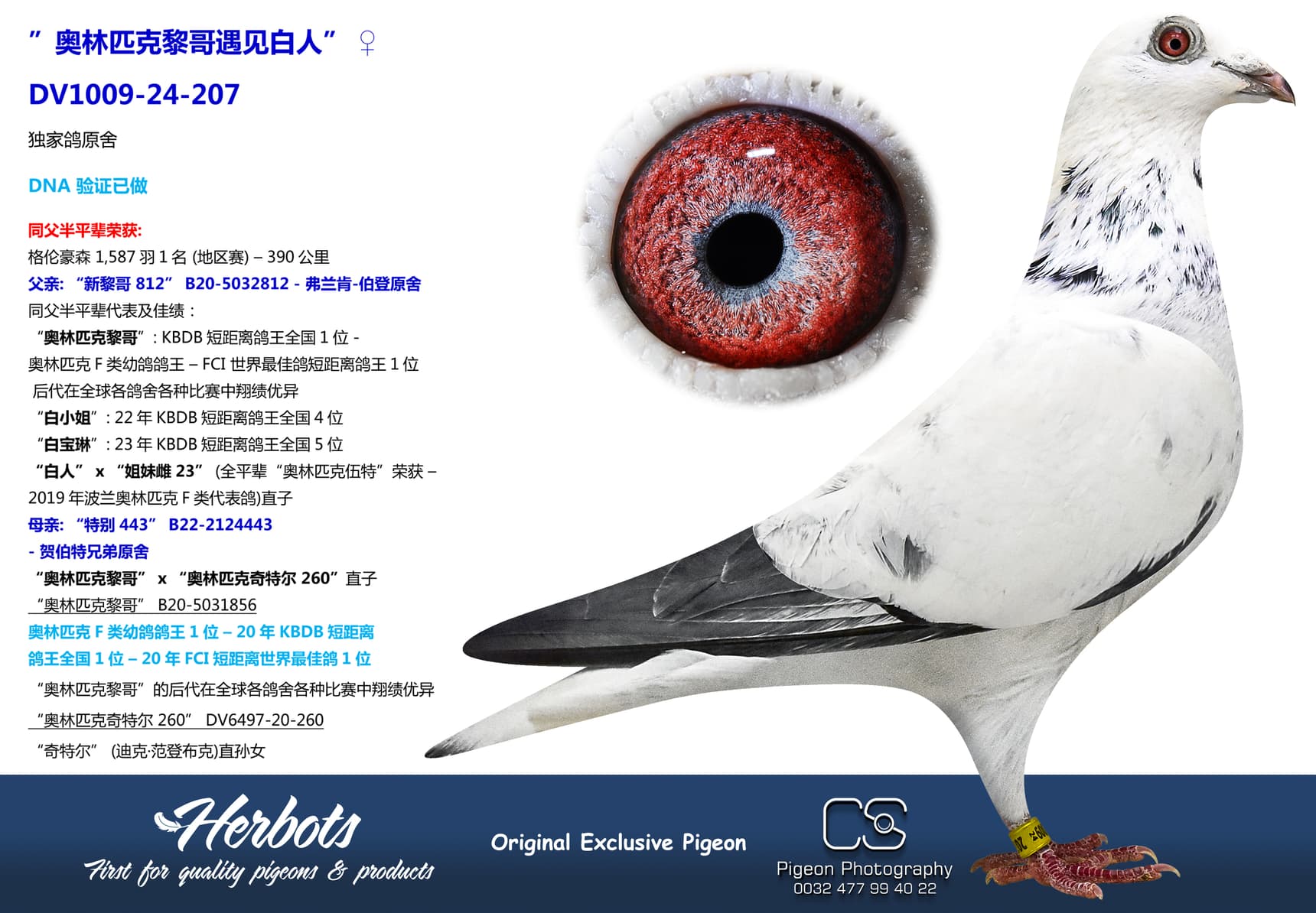 pigeon: ”奥林匹克黎哥遇见白人”