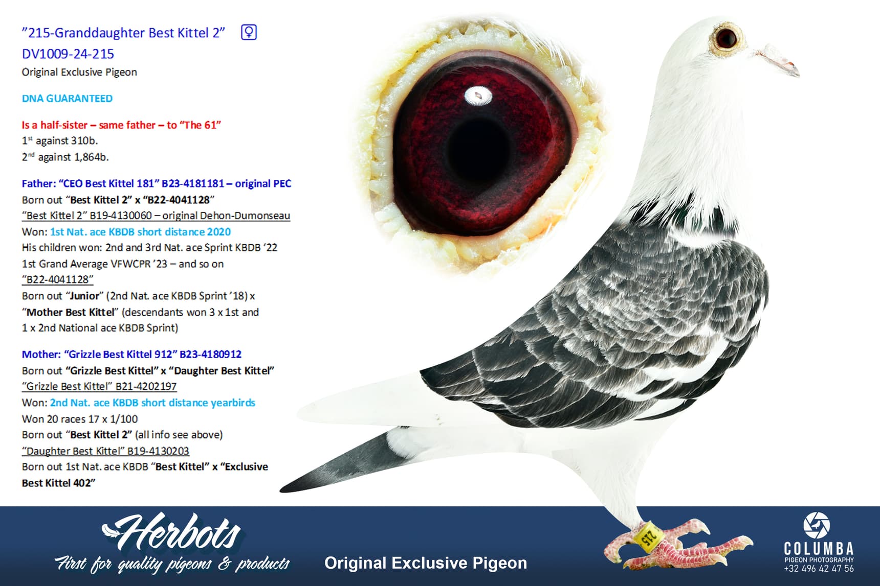 pigeon: undefined