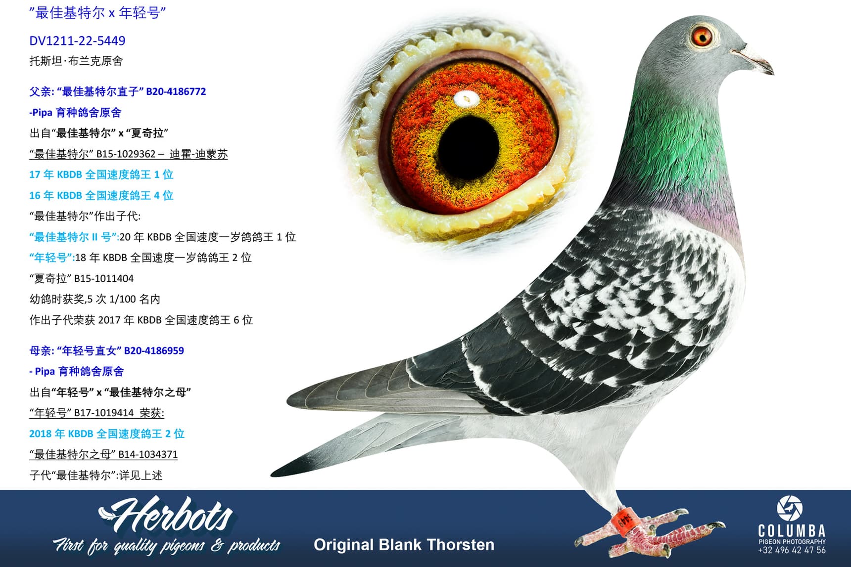 pigeon: undefined