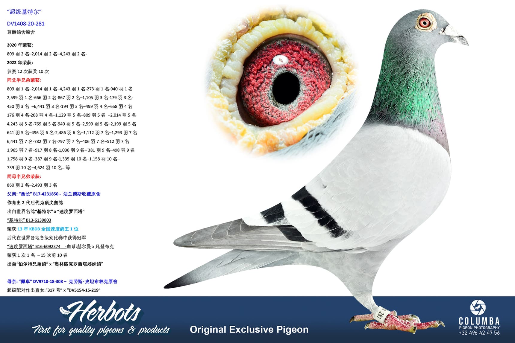 pigeon: undefined