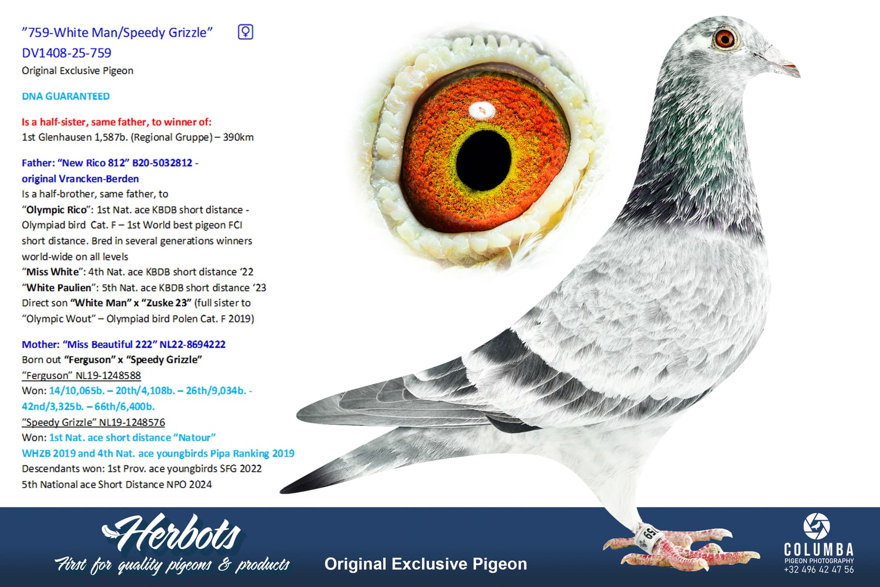 pigeon: undefined