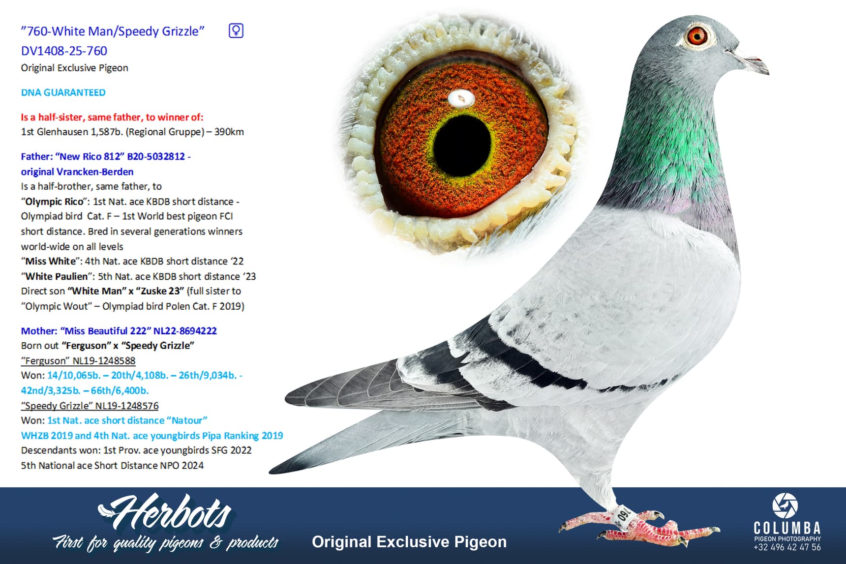 pigeon: undefined