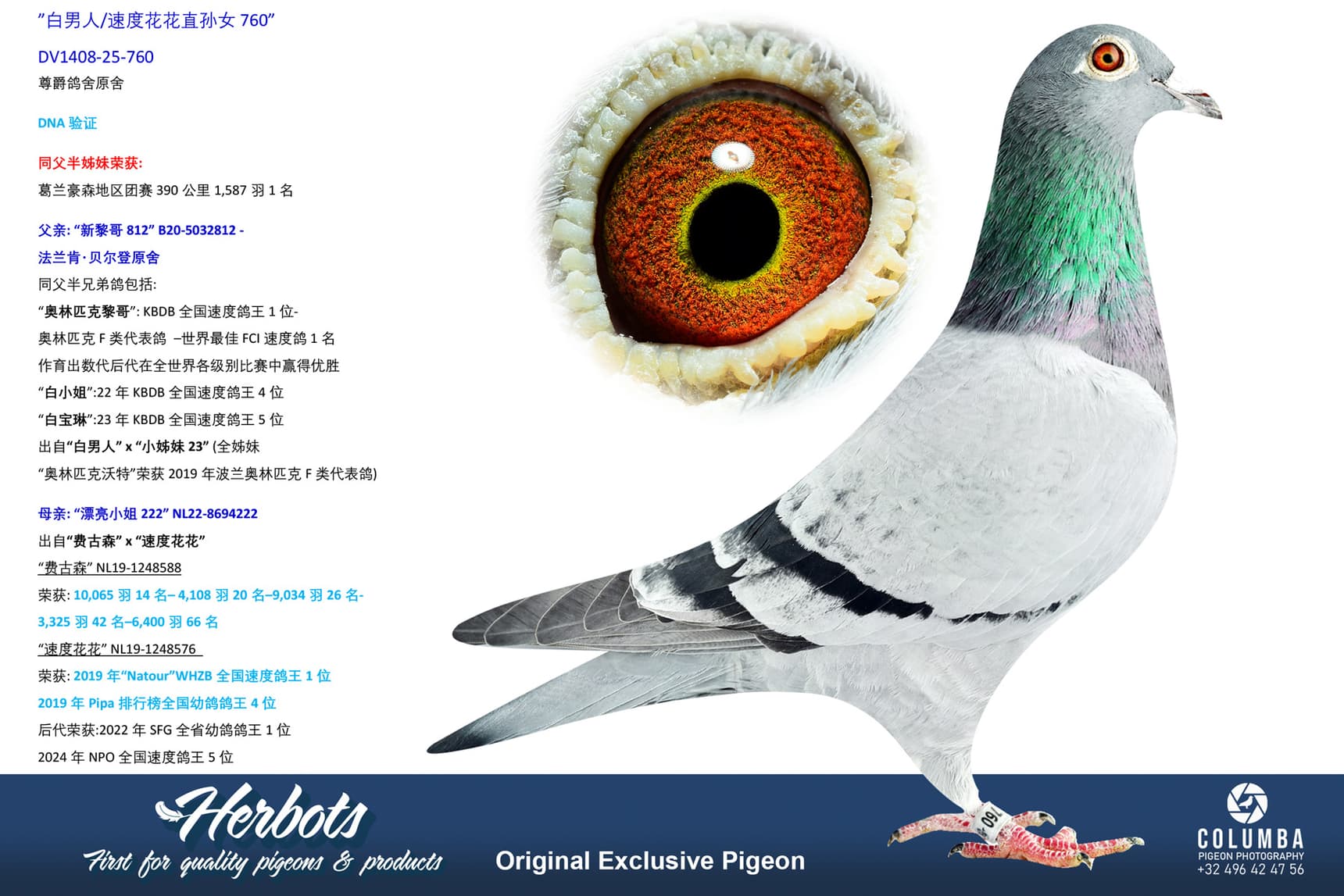 pigeon: undefined