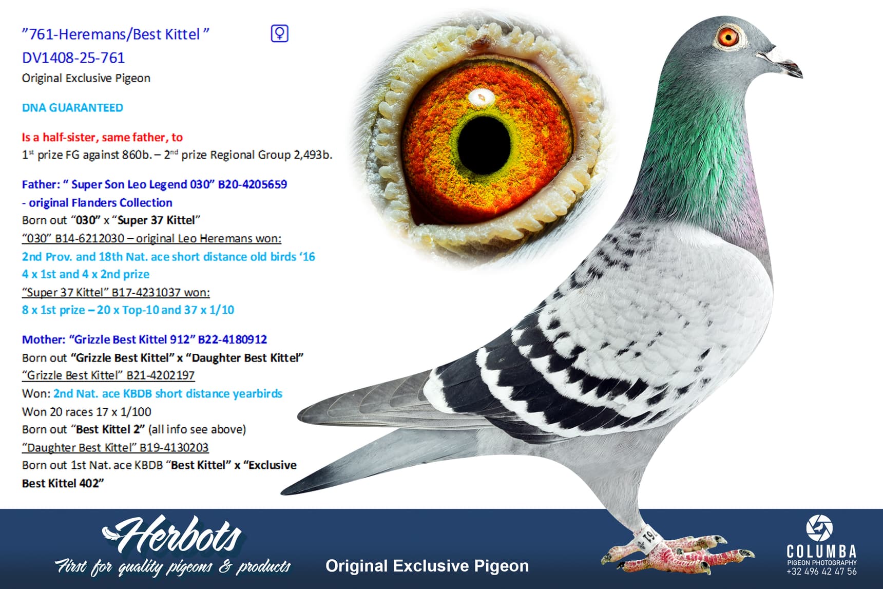 pigeon: undefined