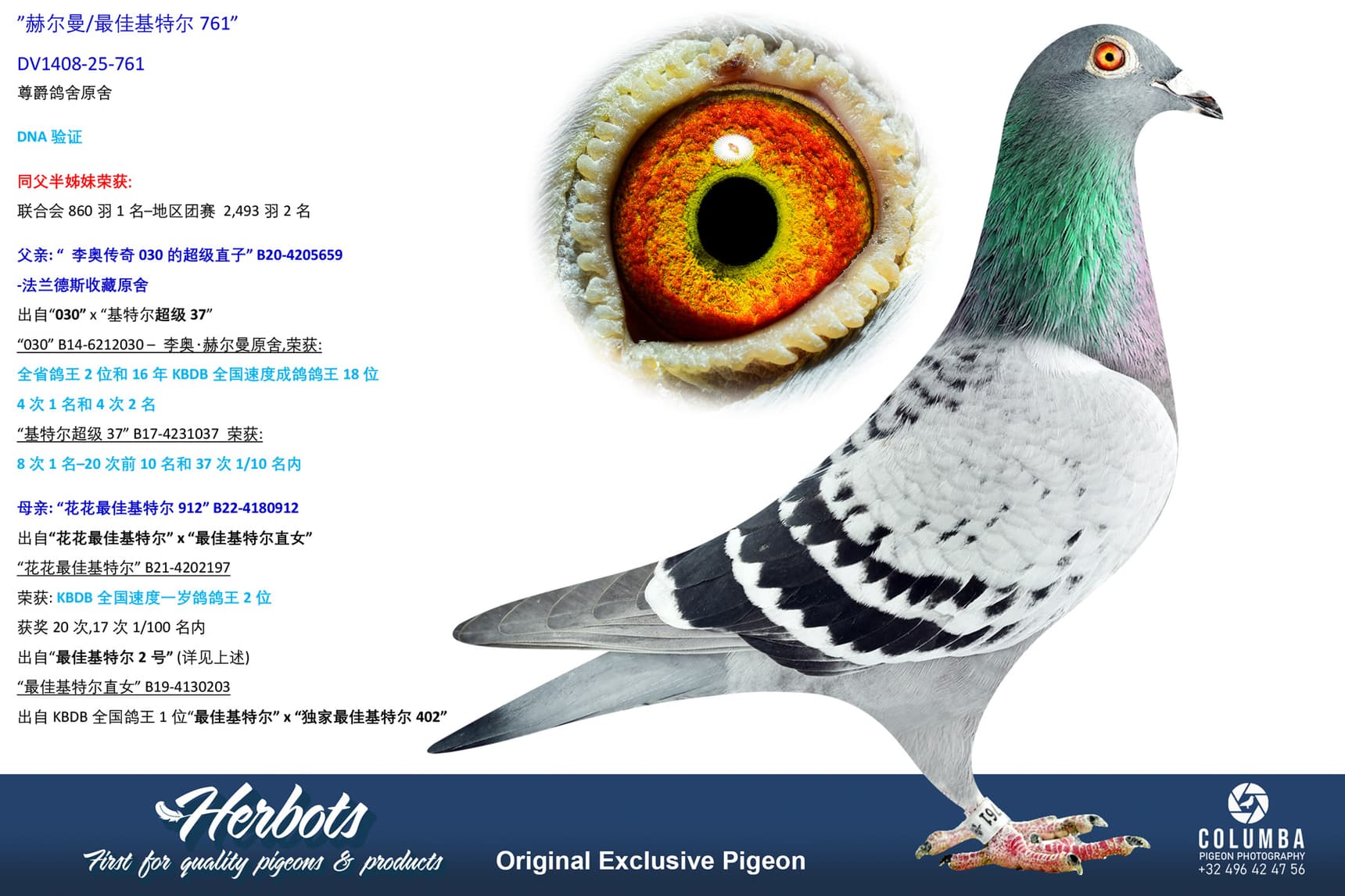pigeon: undefined