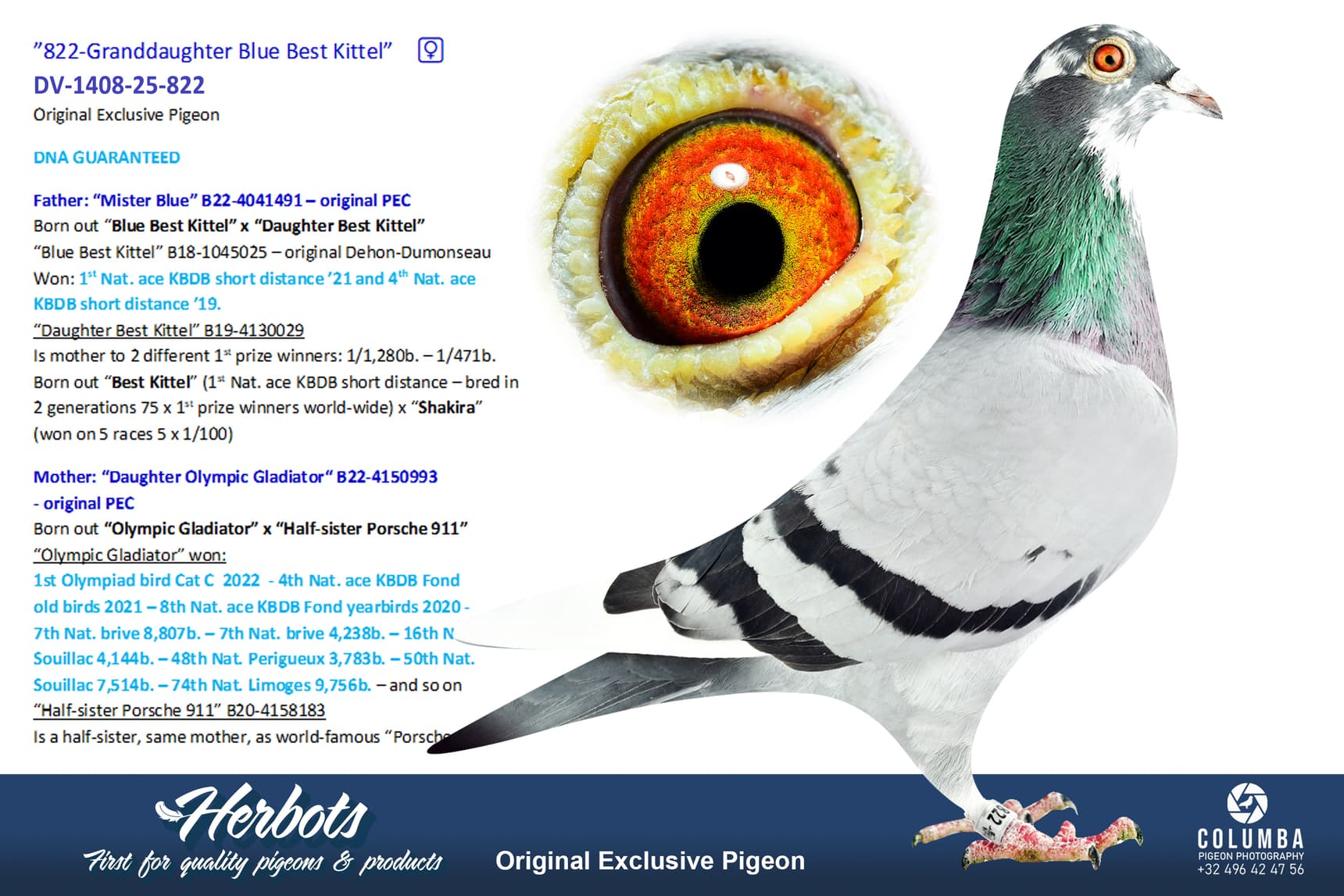 pigeon: undefined