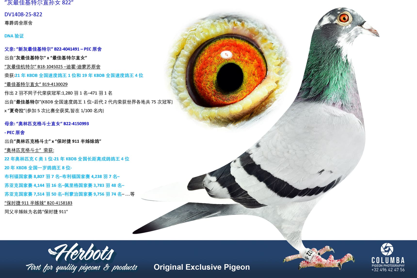 pigeon: undefined