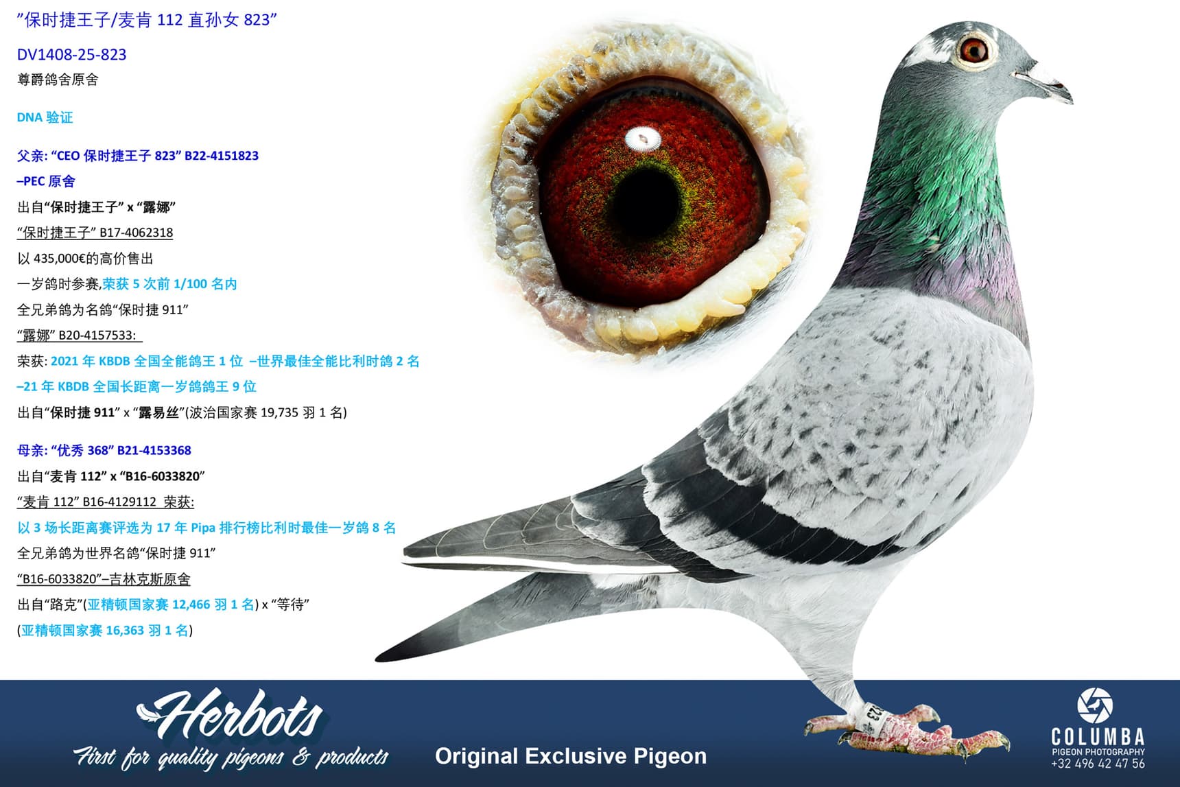 pigeon: undefined