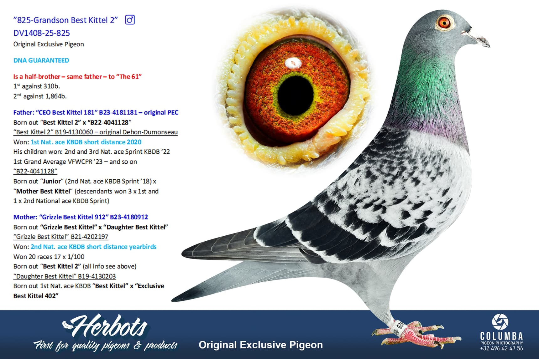 pigeon: undefined