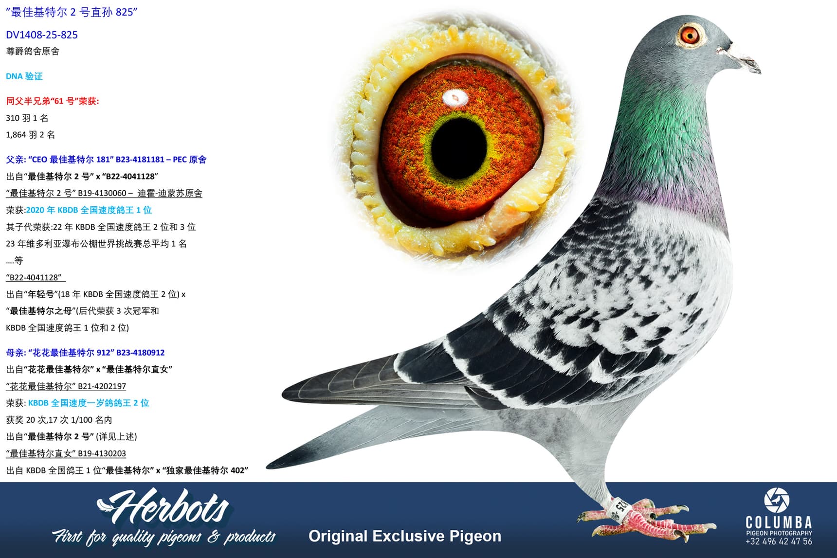 pigeon: undefined