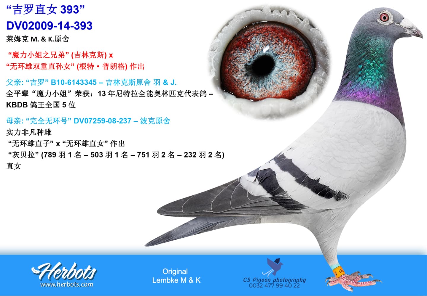 pigeon: “吉罗直女393”