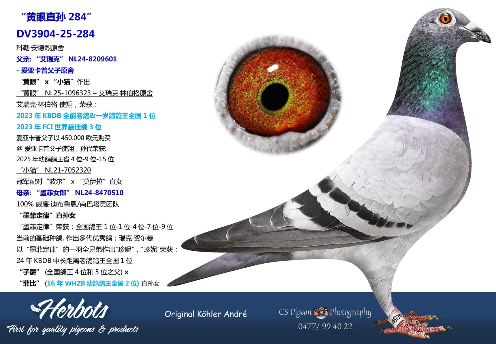 pigeon: “黄眼直孙284”