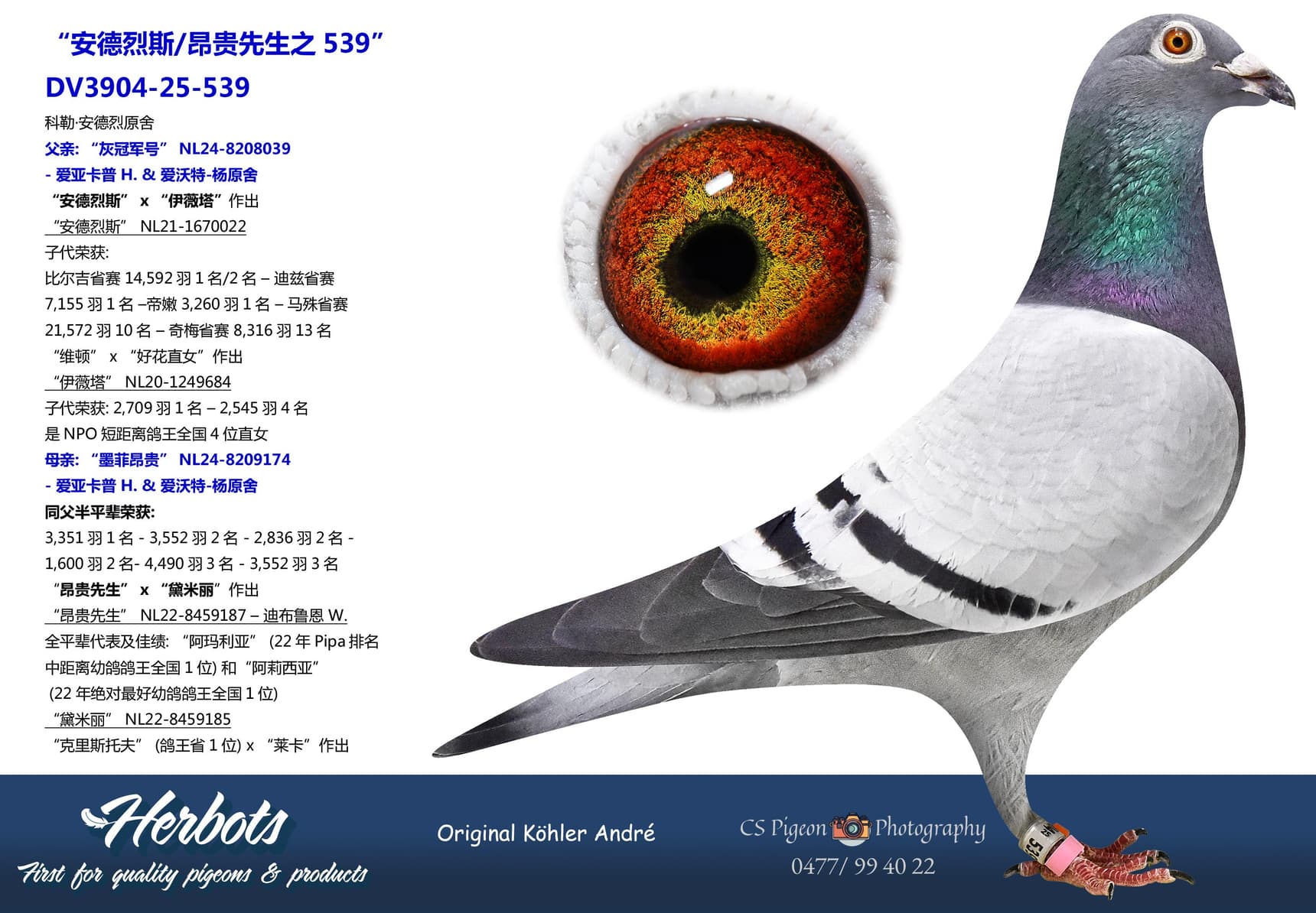 pigeon: “安德烈斯/昂贵先生之539”