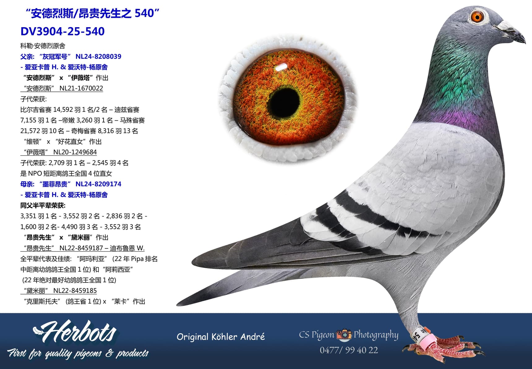 pigeon: “安德烈斯/昂贵先生之540”