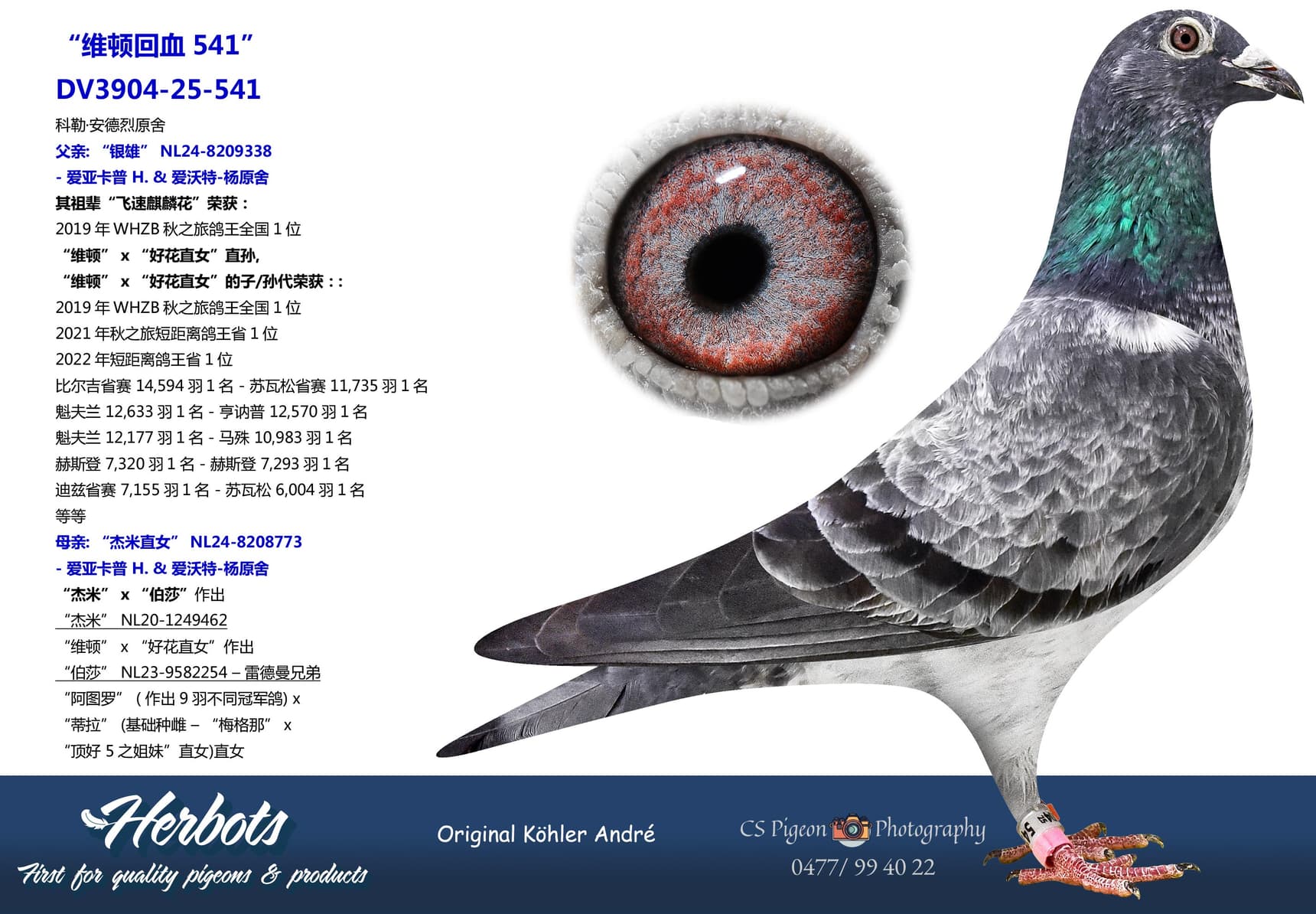 pigeon: “维顿回血541”