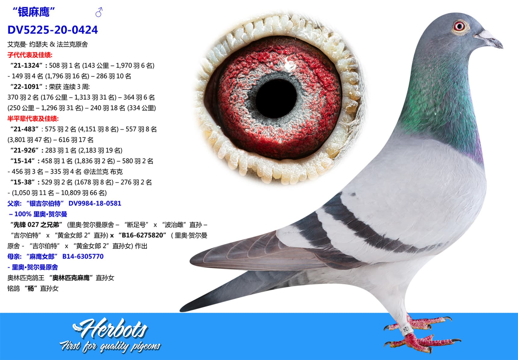 pigeon: undefined