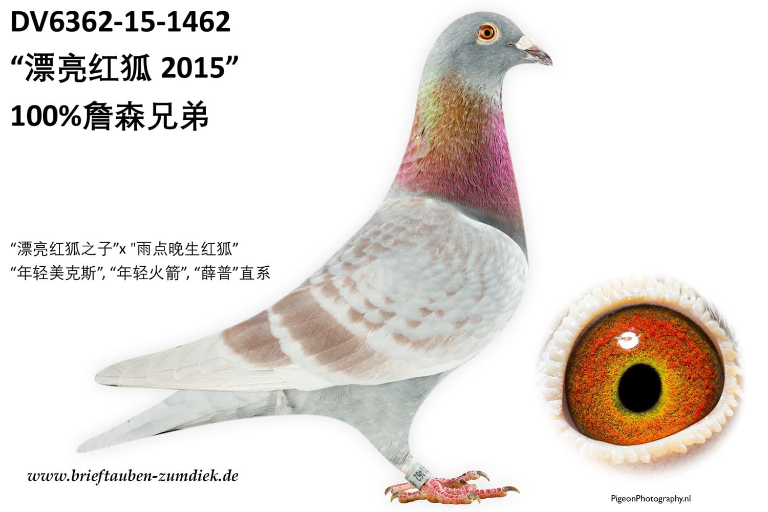 pigeon: “漂亮红狐2015”
