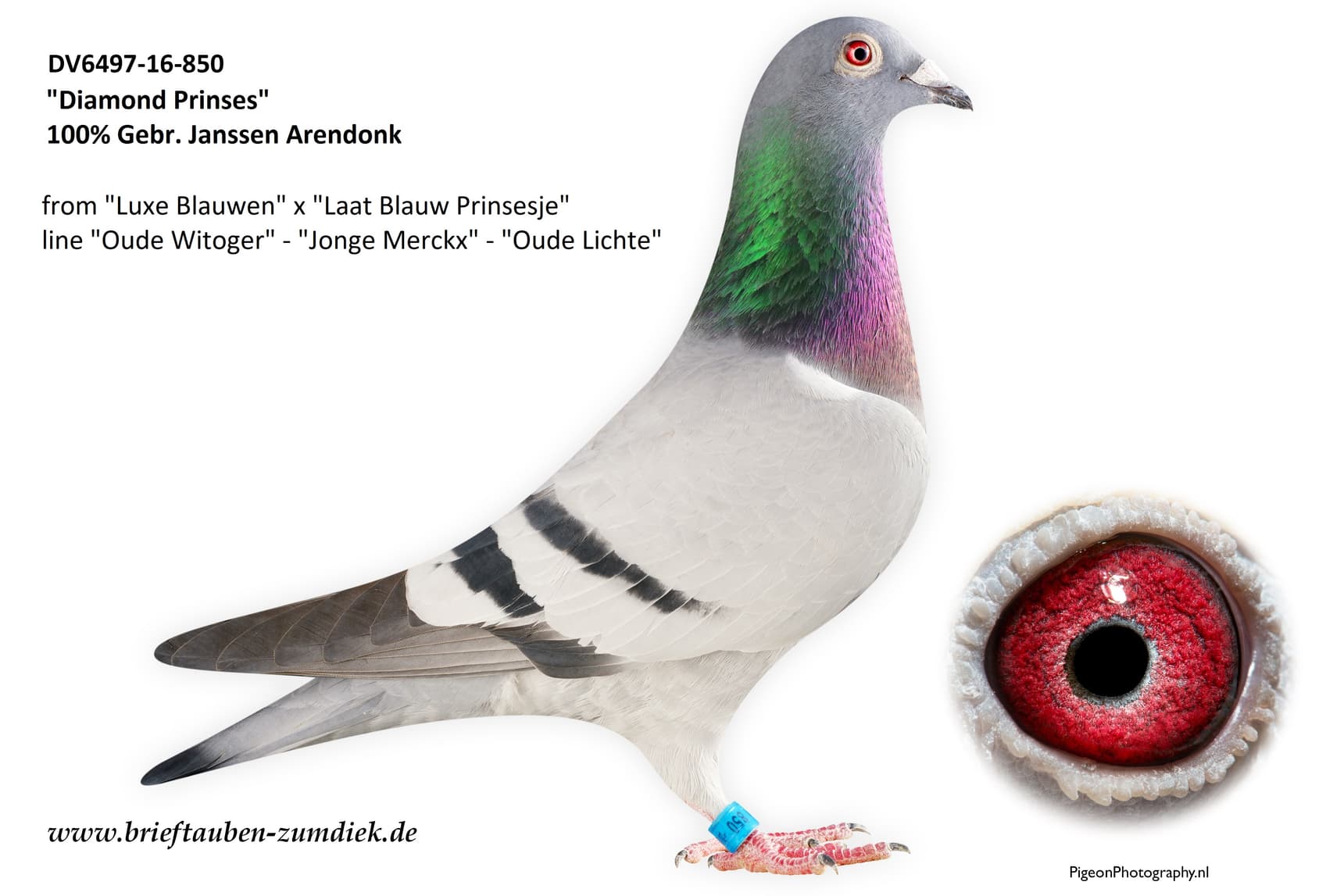pigeon: undefined
