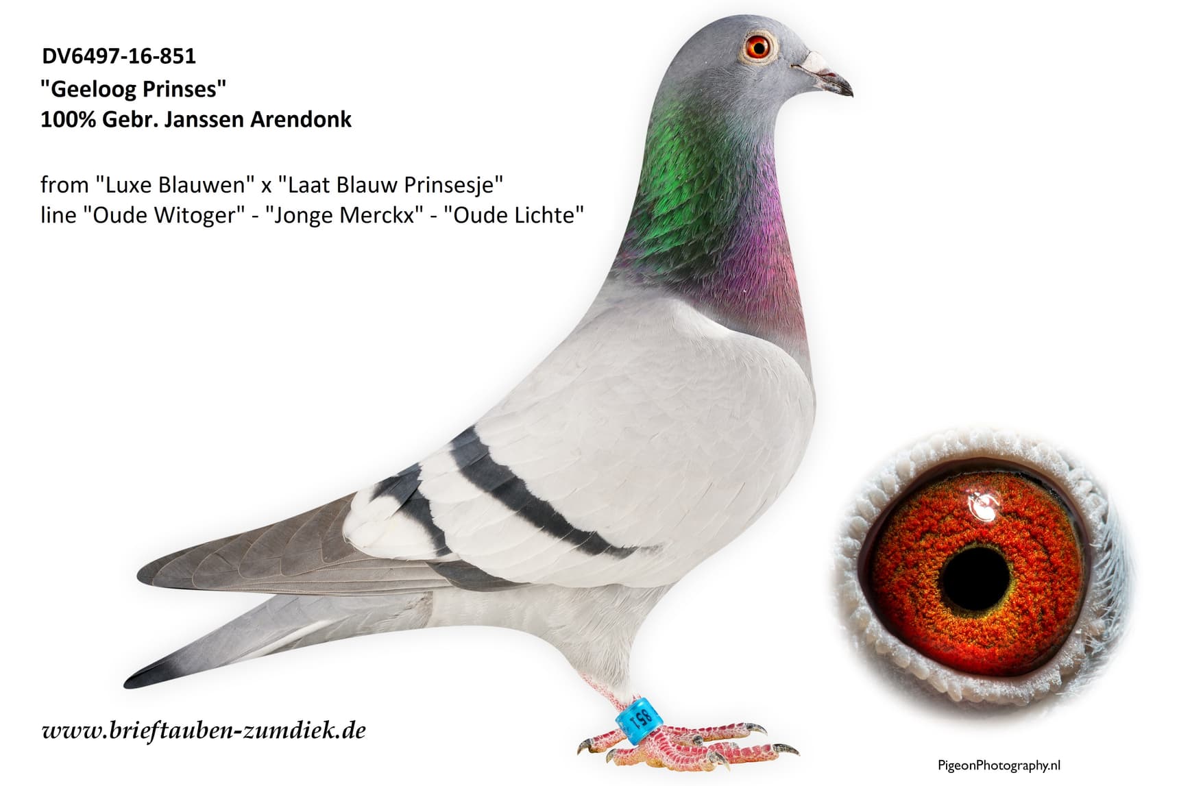 pigeon: undefined