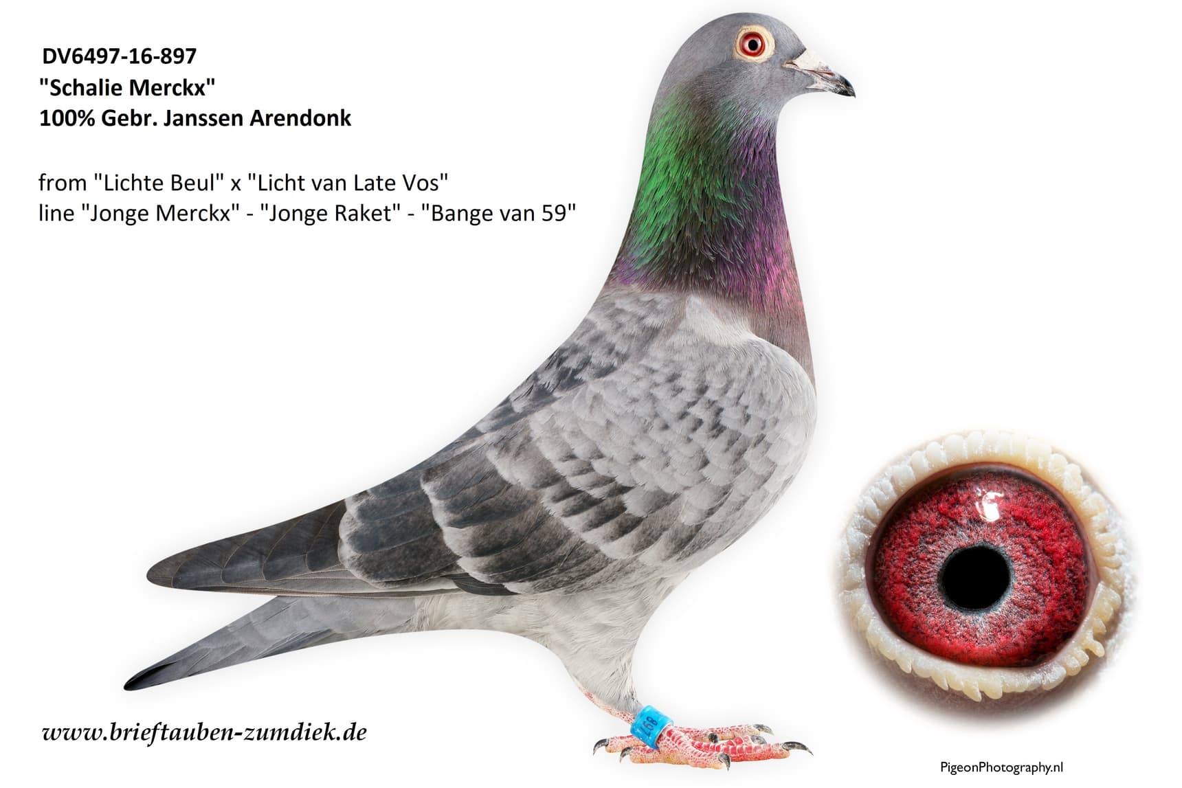 pigeon: undefined
