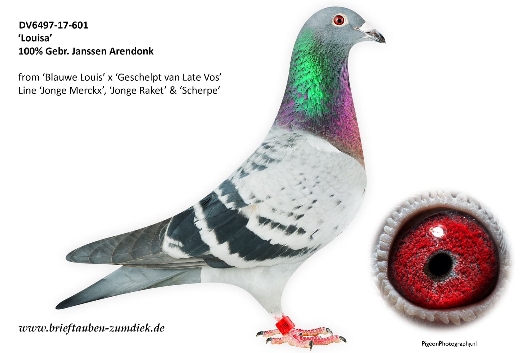 pigeon: undefined