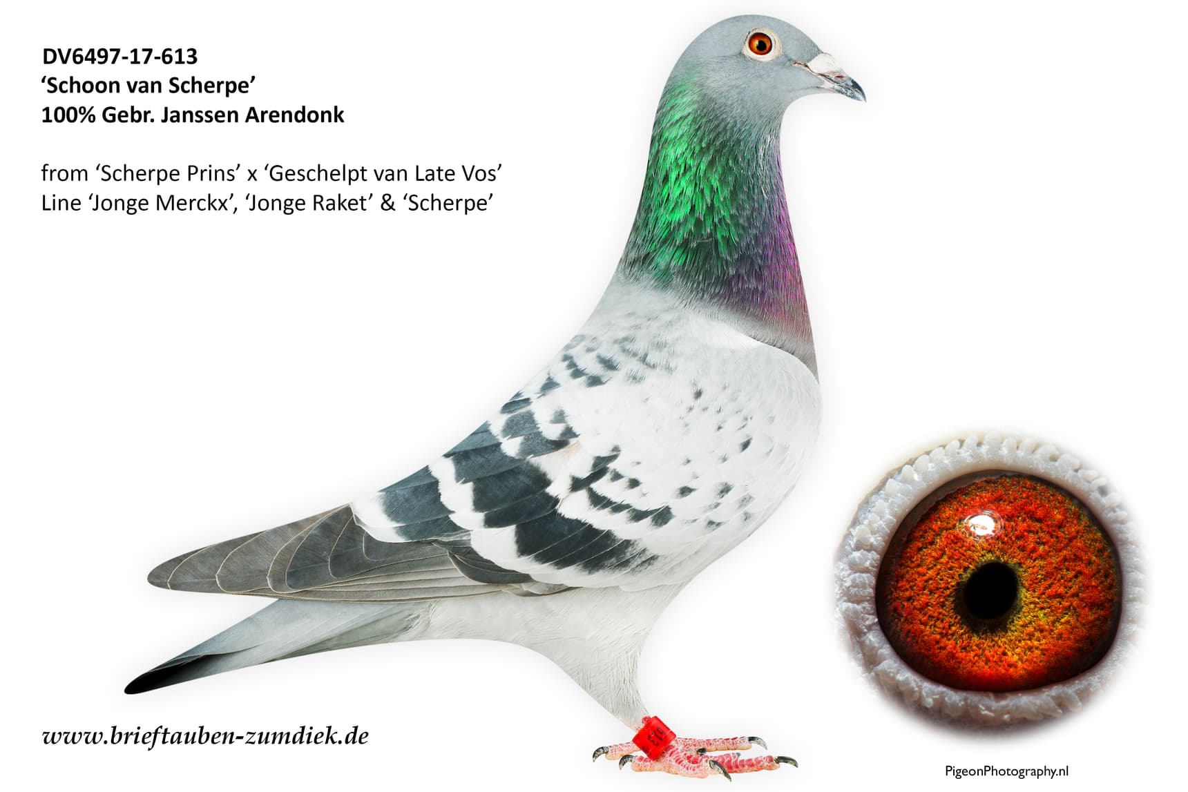 pigeon: undefined