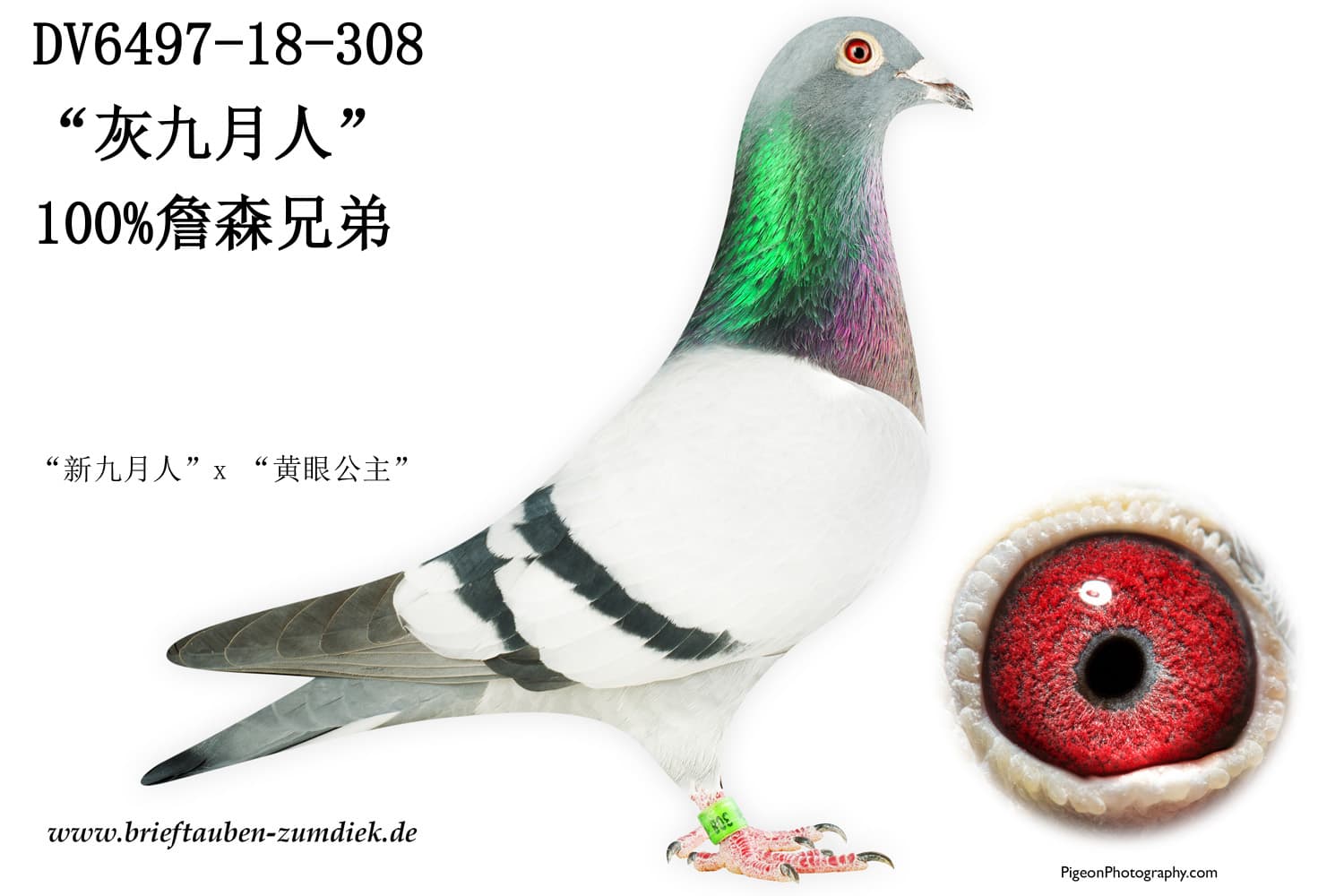 pigeon: undefined