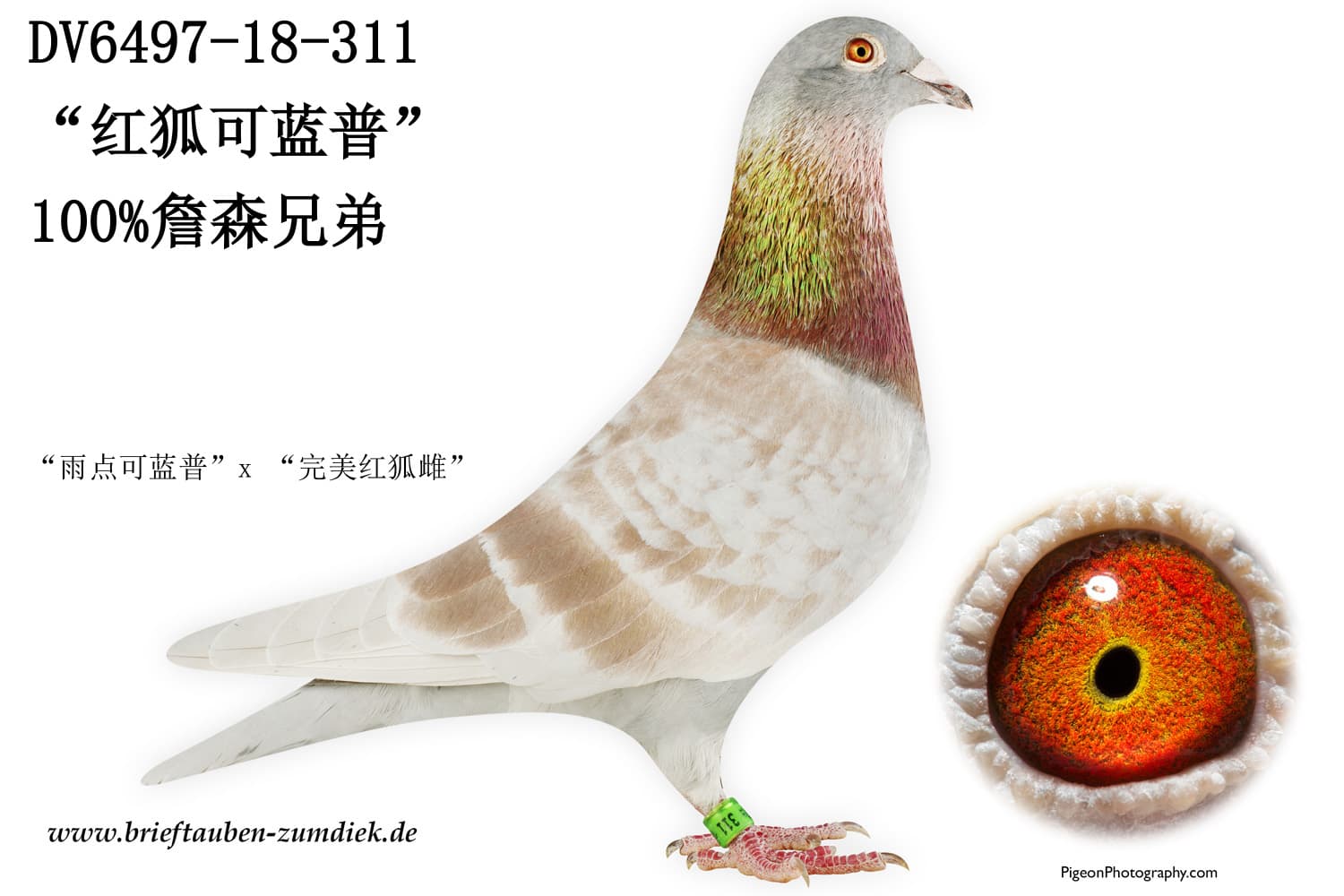pigeon: “红狐可蓝普”