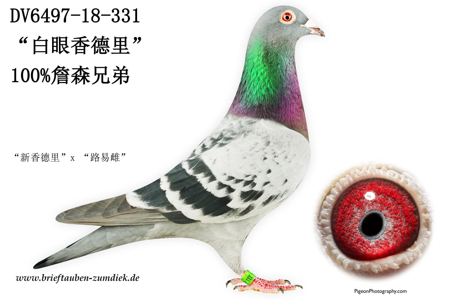pigeon: undefined