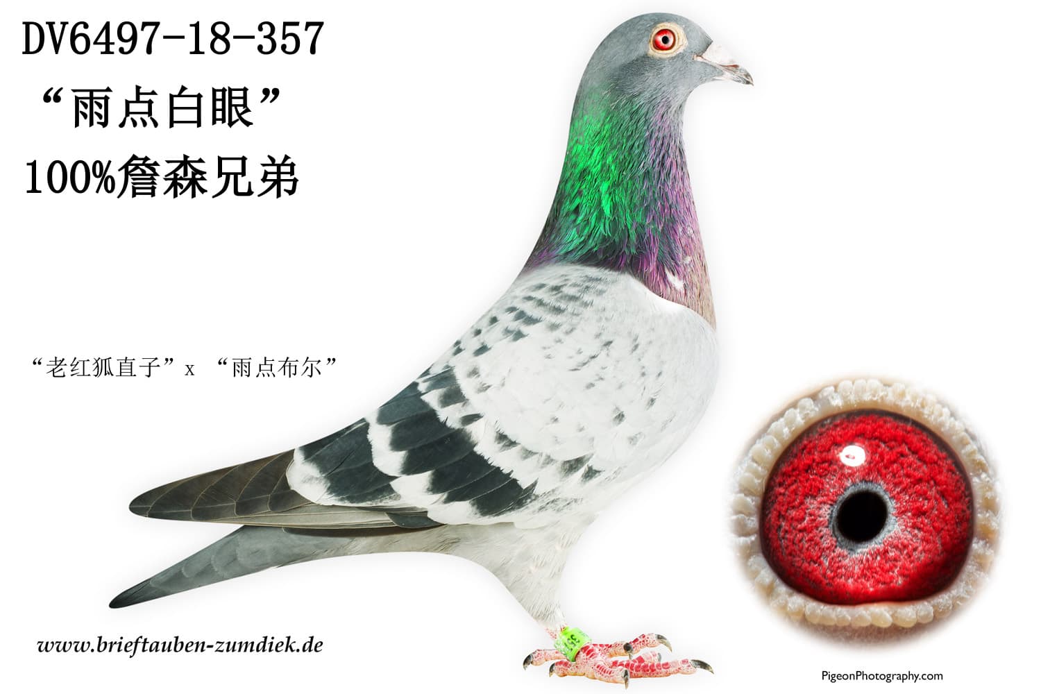pigeon: “雨点白眼”