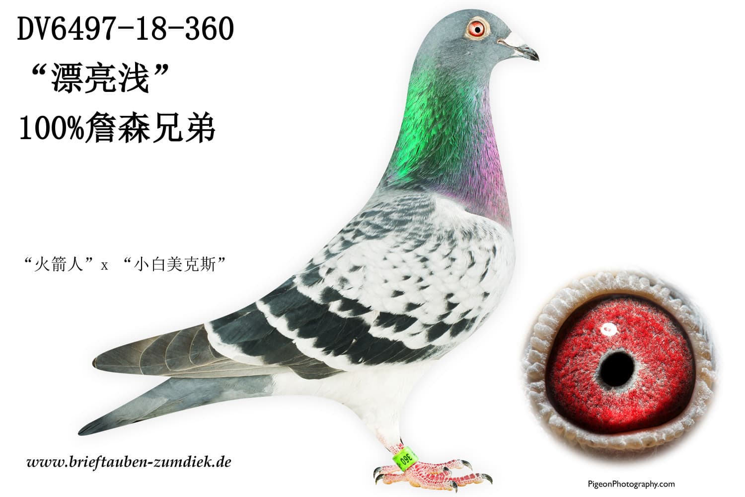 pigeon: “漂亮浅”
