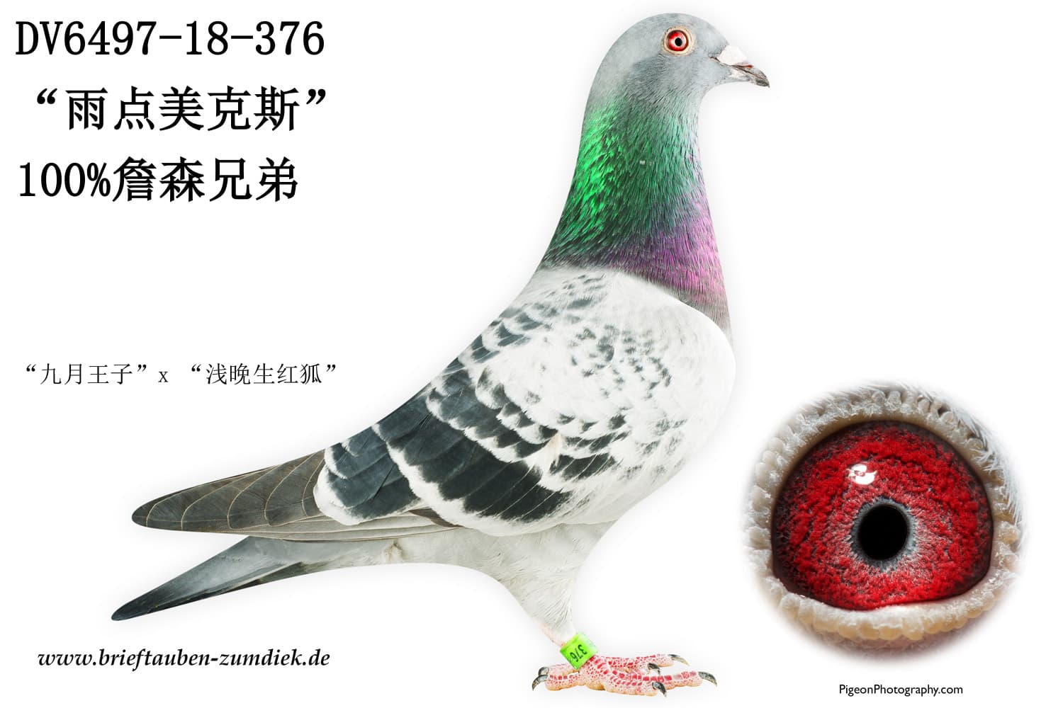 pigeon: undefined