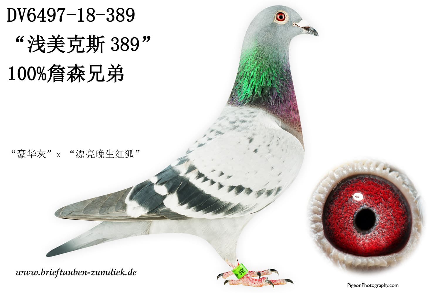 pigeon: undefined