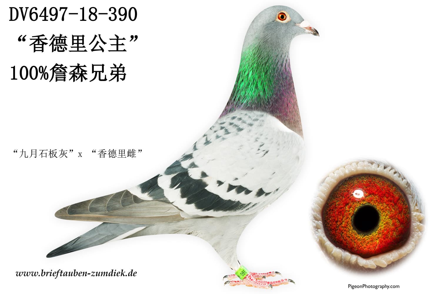 pigeon: undefined