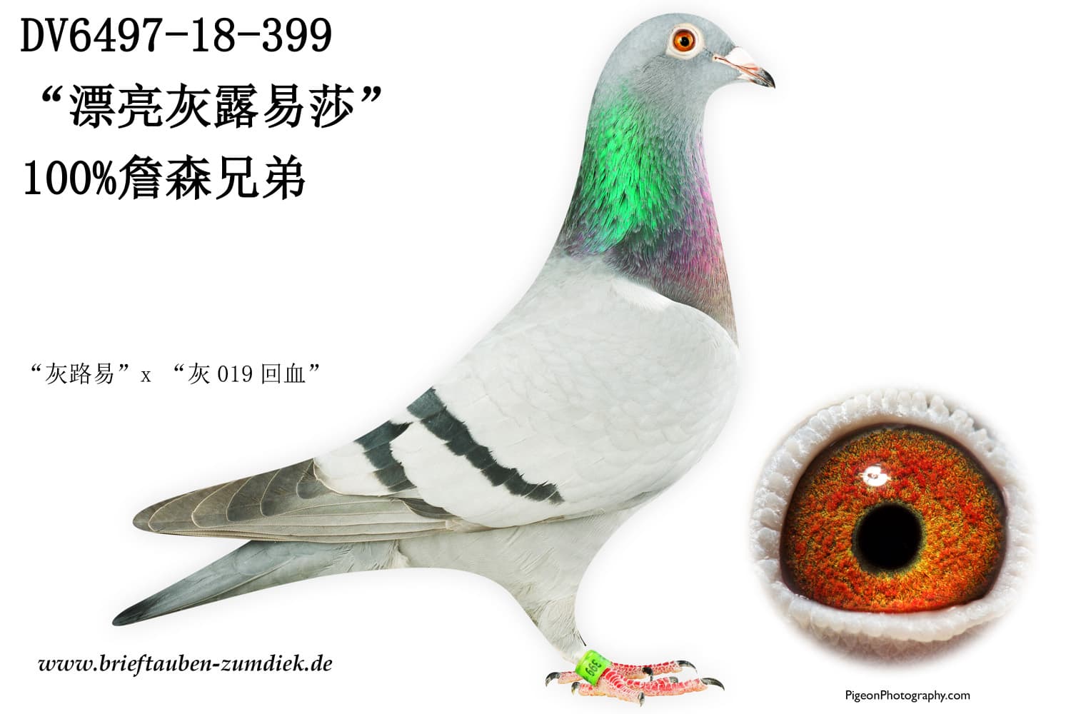 pigeon: undefined