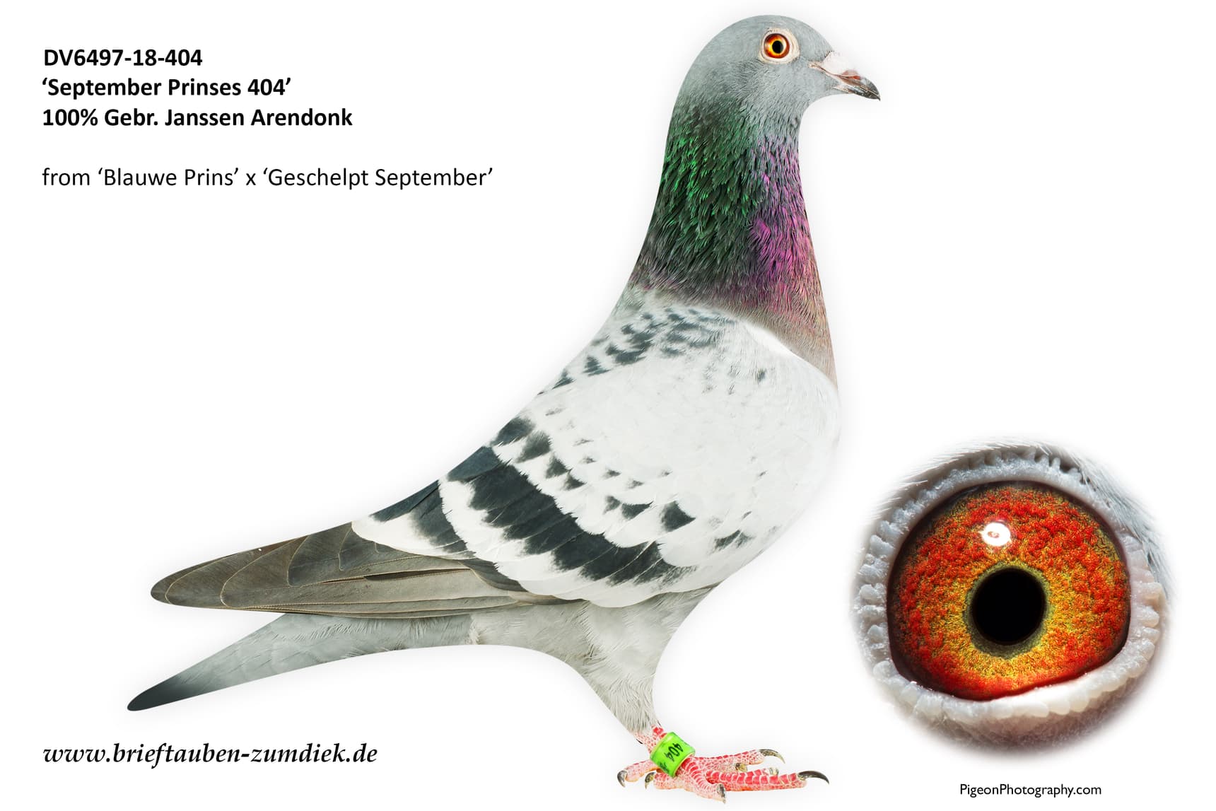 pigeon: September Prinses 404