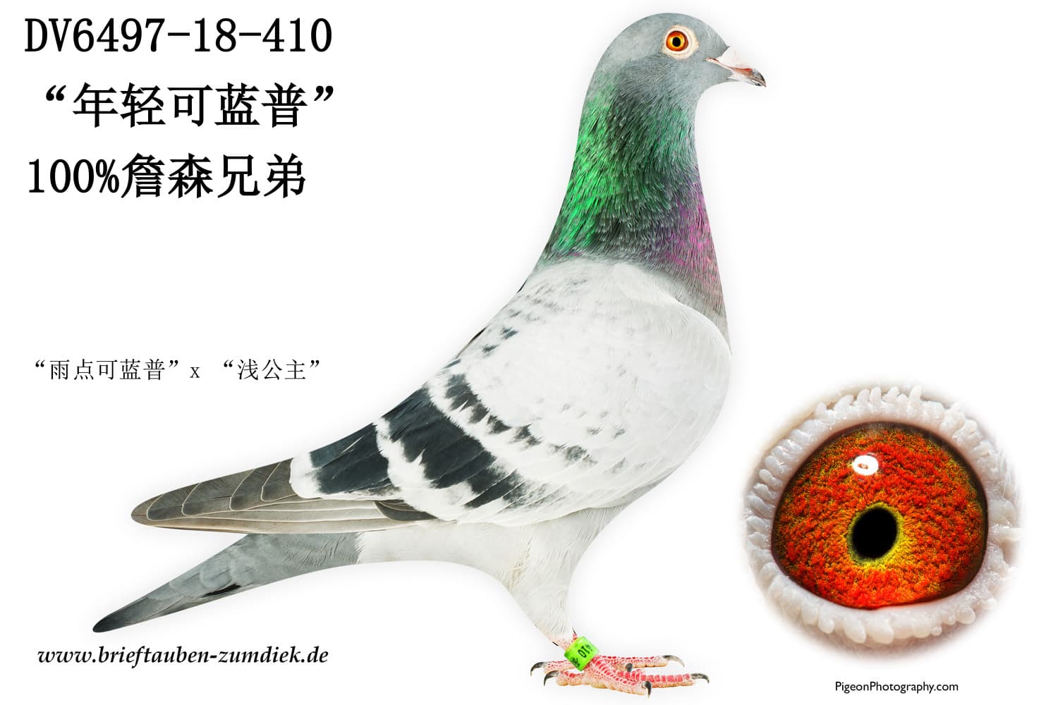 pigeon: undefined